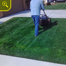 Lawn Service Maintenance